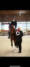 Hongre - BWP - 15 ans - Dressage / CDI YR - France