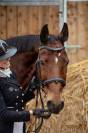 Hongre - BWP - 15 ans - Dressage / CDI YR - France