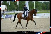 Hongre - BWP - 15 ans - Dressage / CDI YR - France