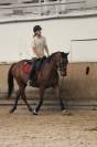 &Agrave; vendre &ndash; pur-sang &ndash; 11 ans