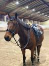 &Agrave; vendre &ndash; pur-sang &ndash; 11 ans