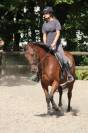&Agrave; vendre &ndash; pur-sang &ndash; 11 ans
