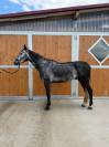 Cheval de loisir 7 ans 
