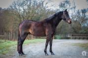 CHEVAL DE SELLE OC