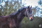CHEVAL DE SELLE OC