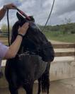Poney D de sport 