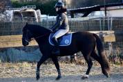 Poney D de sport 