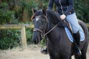 Poney D de sport 