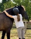 Poney D de sport 