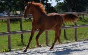 Magnifique M&acirc;le de 1 an CSO HIGHWAY X TN CICERO Z