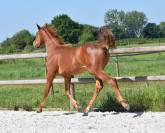 Magnifique M&acirc;le de 1 an CSO HIGHWAY X TN CICERO Z
