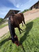 Vends jument trotteur 