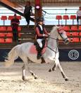 Caballo castrado Connemara En venta 2011 Tordo