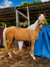 Magnifique jument palomino