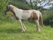 Cheval pie palomino