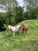 Cheval pie palomino