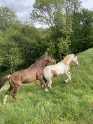 Cheval pie palomino