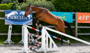 Jument de 3 ans &ndash; top mental, beau potentiel CSO
