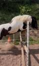 Superbe Irish Cob pie