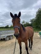 Hongre 4 ans &agrave; vendre 