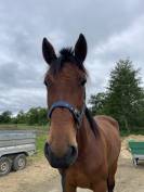 Hongre 4 ans &agrave; vendre 