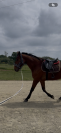 Hongre 4 ans &agrave; vendre 