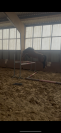 PFS de 4 ans par verry star 