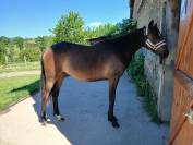 Grand poney NFC 