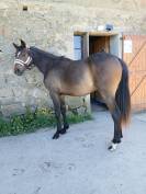 Grand poney NFC 