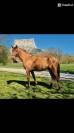 Poulain PP Lusitanien Hongre