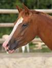 Jument 4 ans | Bourbon x Quaterback | Dressage