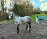 &Agrave; vendre poney de sport