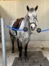 &Agrave; vendre poney de sport