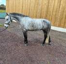 &Agrave; vendre poney de sport