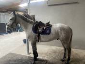 &Agrave; vendre poney de sport
