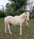Poney
