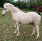 Poney