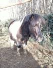 Poney