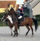 PUR-SANG 5ANS PP HONGRE TOP CHEVAL EQUILIBRE ET DRESSE