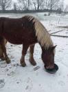 Trait comtois de 4ans
