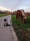 Trait comtois de 4ans