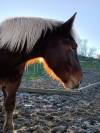 Trait comtois de 4ans