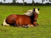 Trait comtois de 4ans