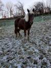 Trait comtois de 4ans