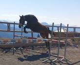 Ponette PFS 2ans 