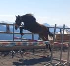 Ponette PFS 2ans 