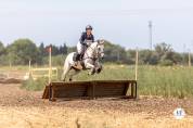 Merrie Connemara Te koop 2017 Schimmel