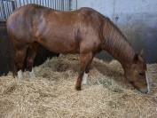 Jument Paint Horse PP 5 ans solid