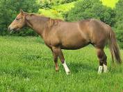 Jument Paint Horse PP 5 ans solid