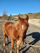 Poulain Welsh part-bred 